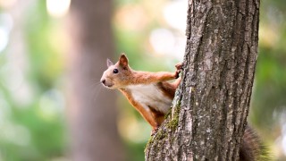 Energiewende mitgestalten Eichhörnchen auf Baum